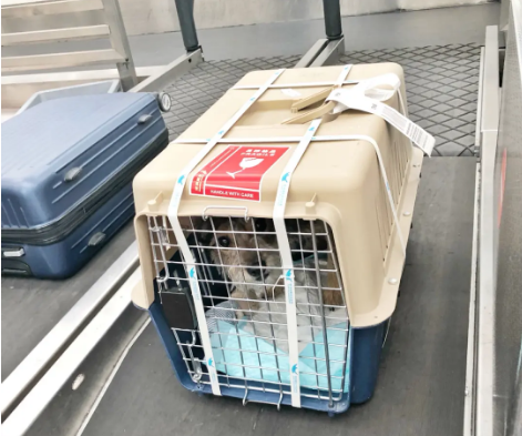 福州宠物托运 宠物托运公司 机场宠物托运 宠物空运
